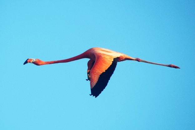 Flamingo vliegt door blauwe lucht