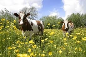 Koeien in kruidenrijk grasland