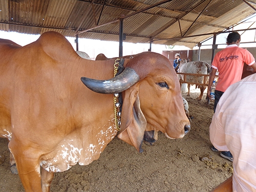Indiase familie-melkveehouderij koeien