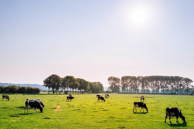 Kringlooplandbouw, koeien in de wei