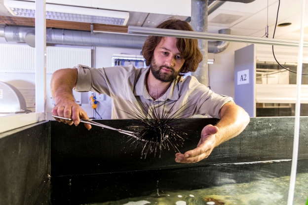 Onderzoeker Tom Wijers in het Marine lab met een zee-egel